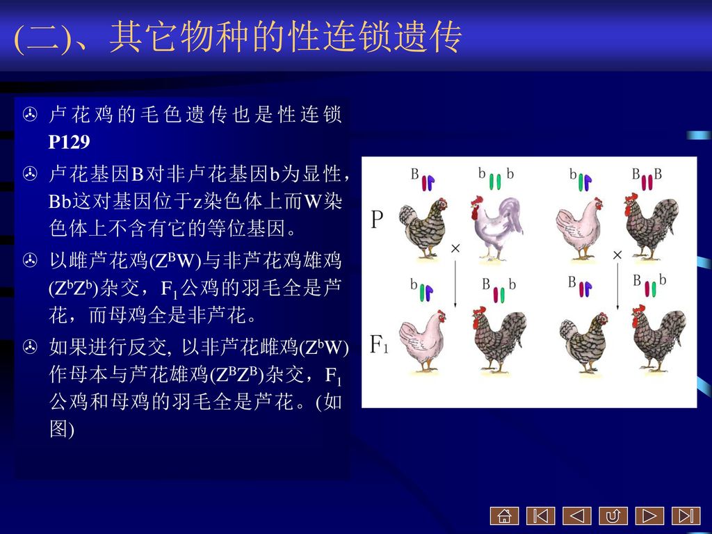 (二)、其它物种的性连锁遗传 卢花鸡的毛色遗传也是性连锁P129