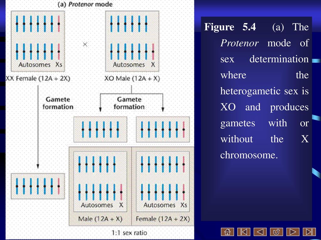 Figure 5.4 (a) The Protenor mode of sex determination where the heterogametic sex is XO and produces gametes with or without the X chromosome.
