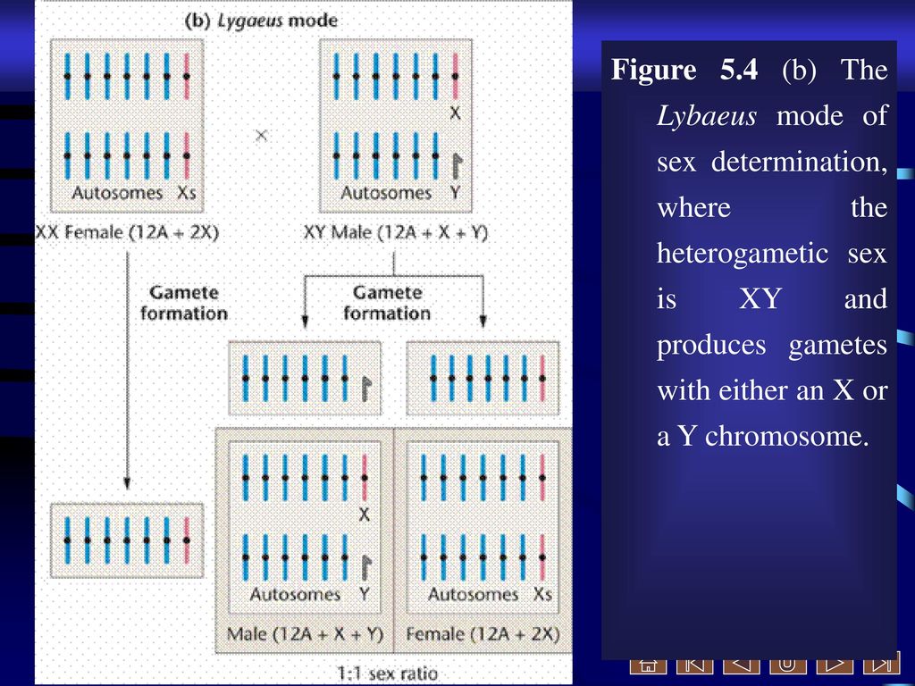 Figure 5.4 (b) The Lybaeus mode of sex determination, where the heterogametic sex is XY and produces gametes with either an X or a Y chromosome.