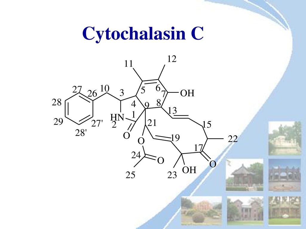 Cytochalasin C
