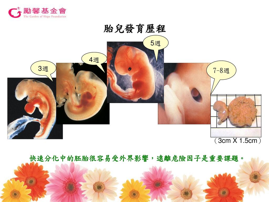 胎兒發育歷程 5週 4週 7-8週 3週 （3cm X 1.5cm） 快速分化中的胚胎很容易受外界影響，遠離危險因子是重要課題。