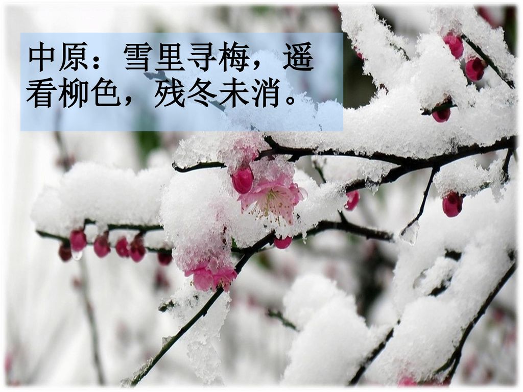 中原：雪里寻梅，遥看柳色，残冬未消。