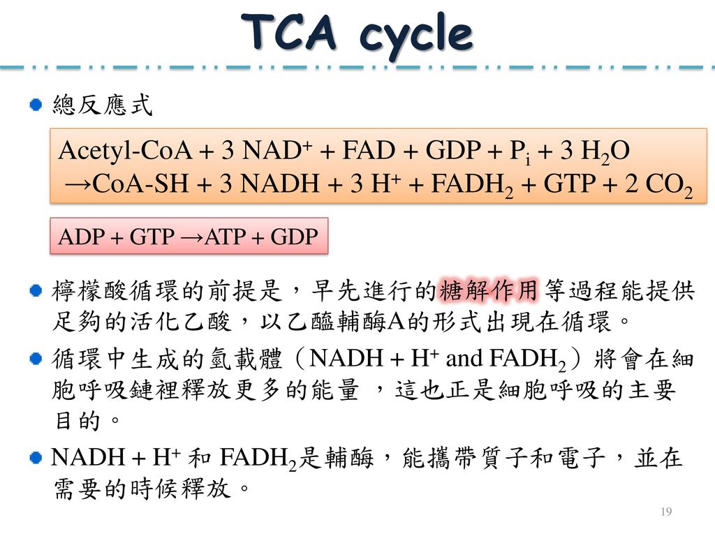 TCA cycle Acetyl-CoA + 3 NAD+ + FAD + GDP + Pi + 3 H2O