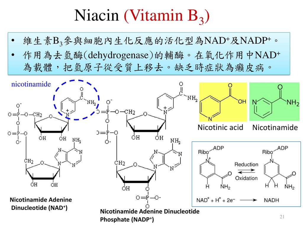 Niacin (Vitamin B3) 維生素B3參與細胞內生化反應的活化型為NAD+及NADP+。
