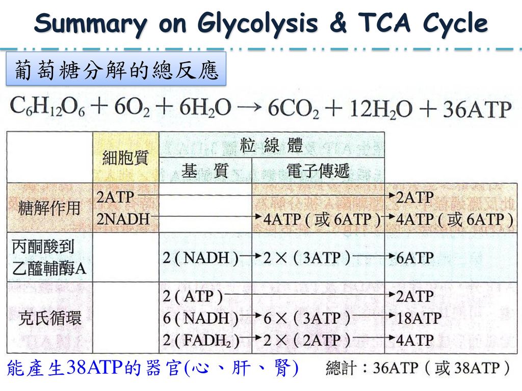 Summary on Glycolysis & TCA Cycle