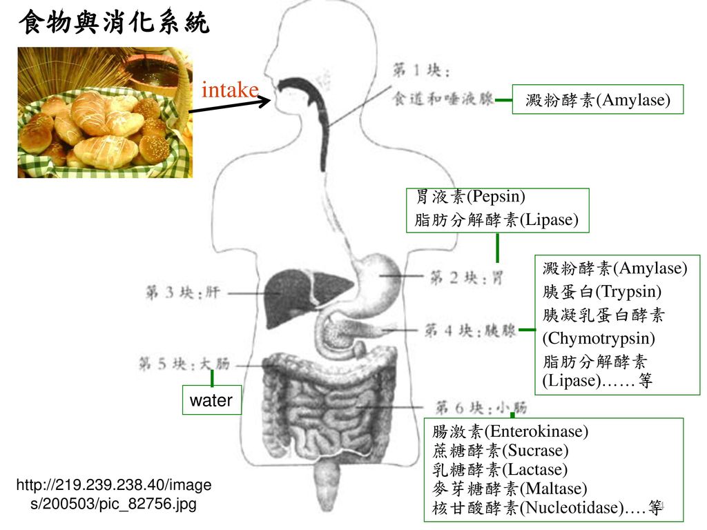 食物與消化系統 intake 澱粉酵素(Amylase) 胃液素(Pepsin) 脂肪分解酵素(Lipase) 澱粉酵素(Amylase)