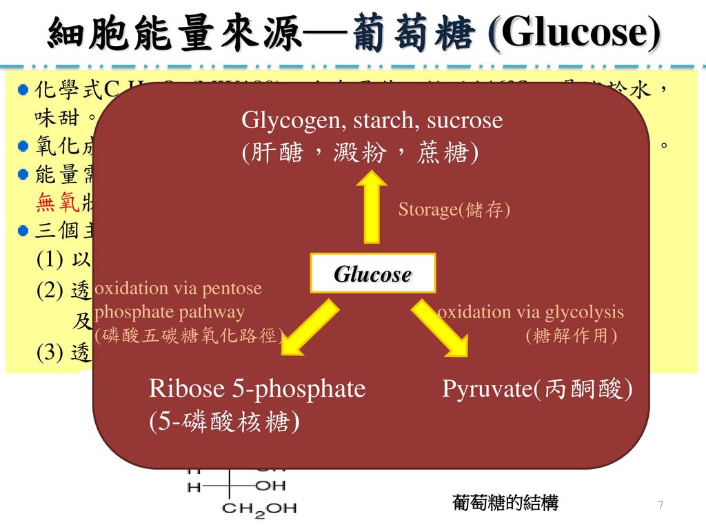 細胞能量來源─葡萄糖 (Glucose) Ribose 5-phosphate (5-磷酸核糖)