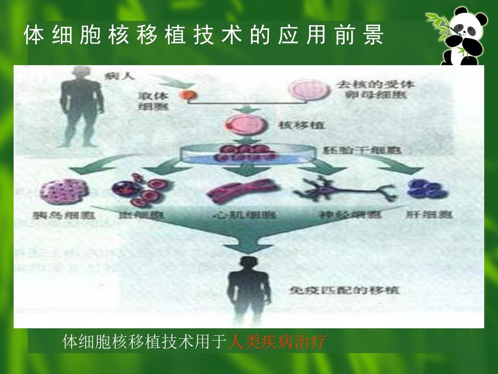 体 细 胞 核 移 植 技 术 的 应 用 前 景 体细胞核移植技术用于人类疾病治疗