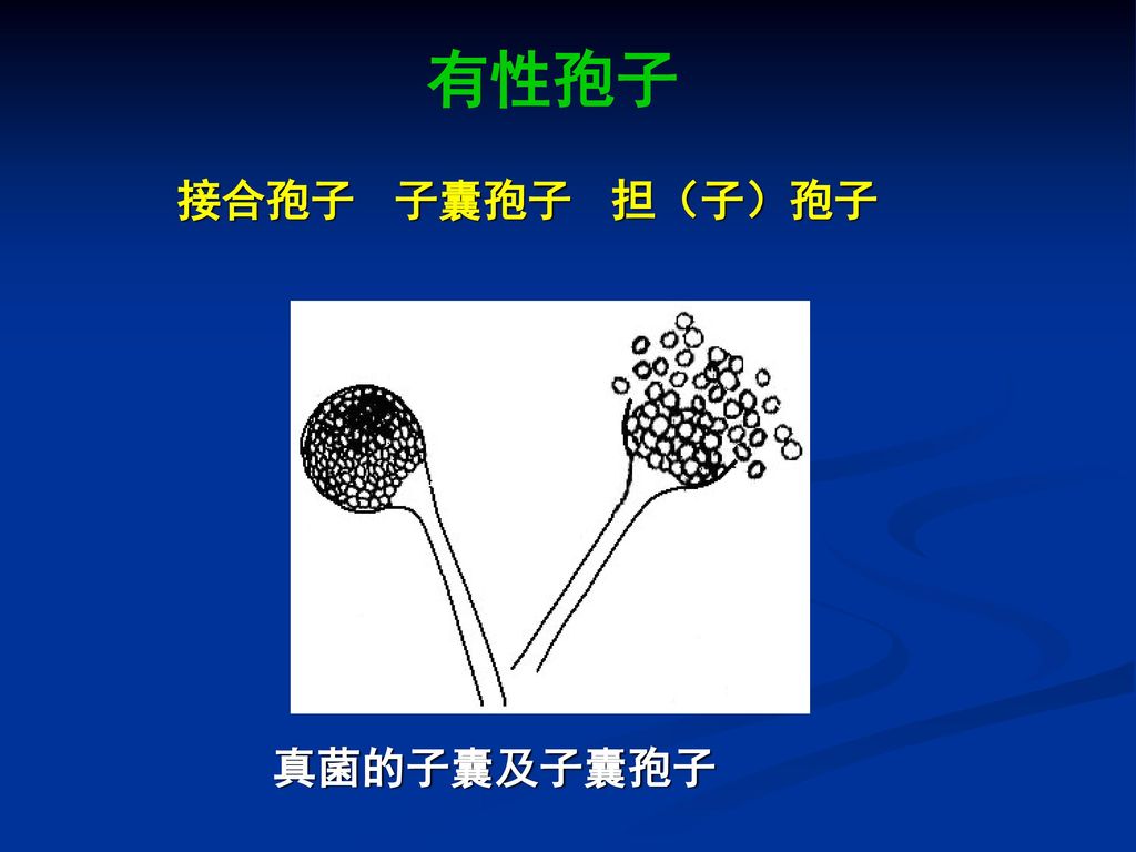 有性孢子 接合孢子 子囊孢子 担（子）孢子 真菌的子囊及子囊孢子