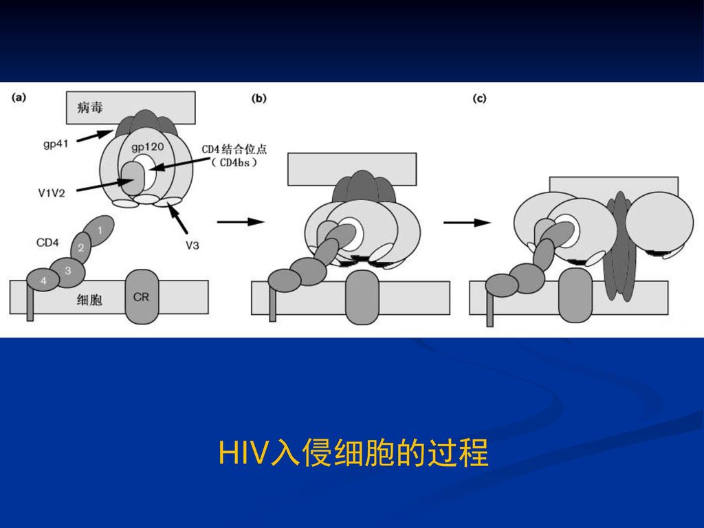 HIV入侵细胞的过程 图2 HIV－受体相互作用导致病毒与细胞膜融合的示意图
