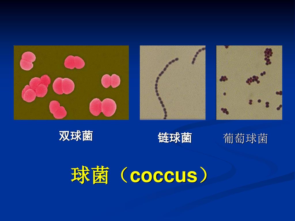双球菌 链球菌 葡萄球菌 球菌（coccus）