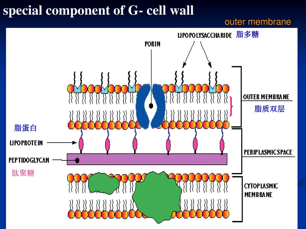 special component of G- cell wall outer membrane