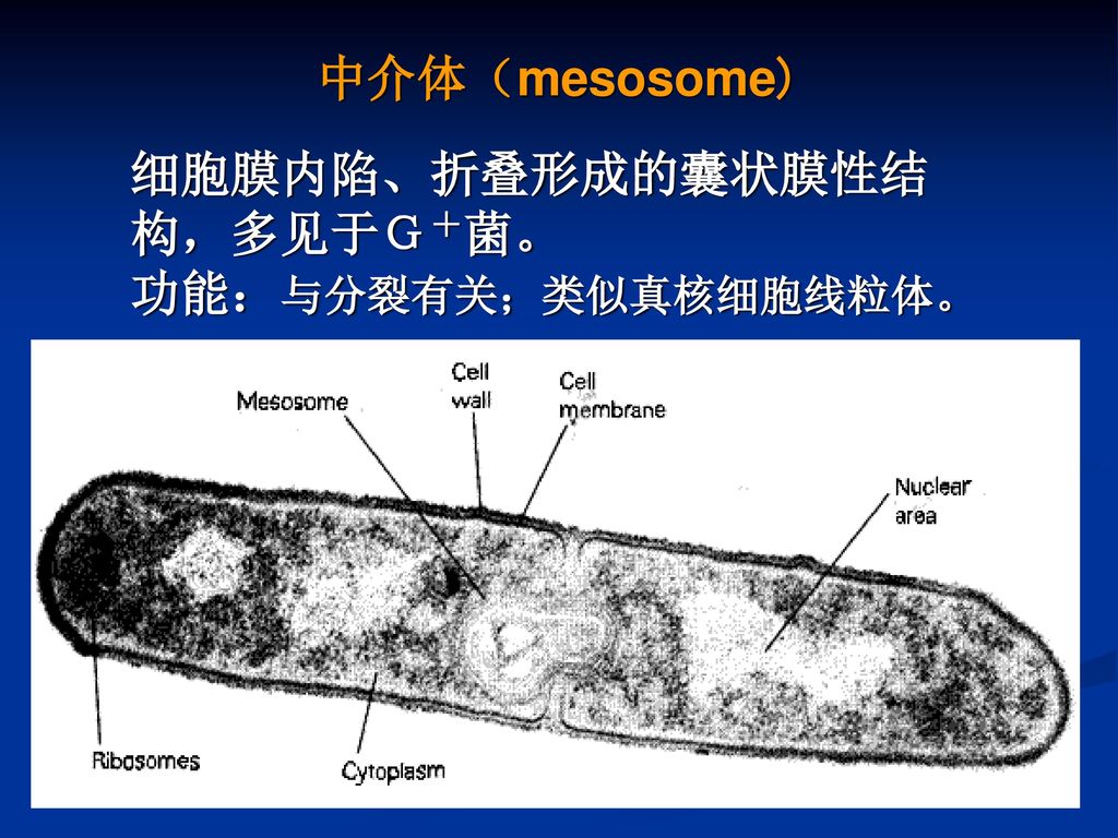 中介体（mesosome) 细胞膜内陷、折叠形成的囊状膜性结 构，多见于Ｇ＋菌。 功能：与分裂有关；类似真核细胞线粒体。