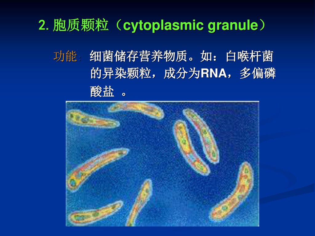 2.胞质颗粒（cytoplasmic granule）