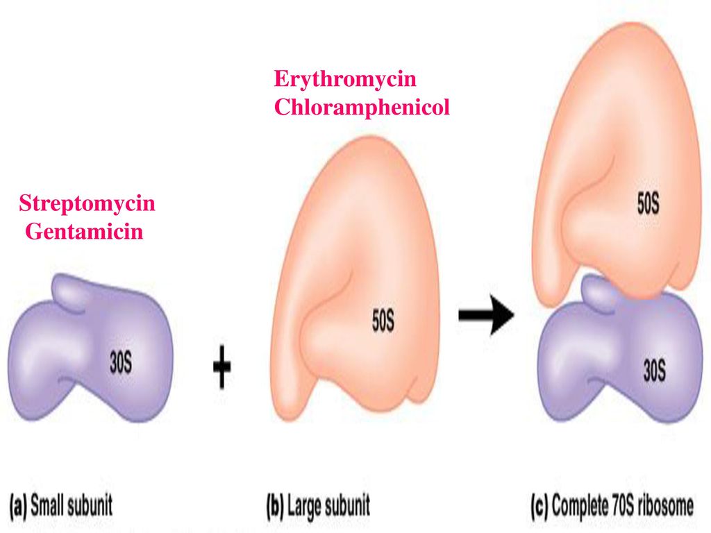 Erythromycin Chloramphenicol Streptomycin Gentamicin