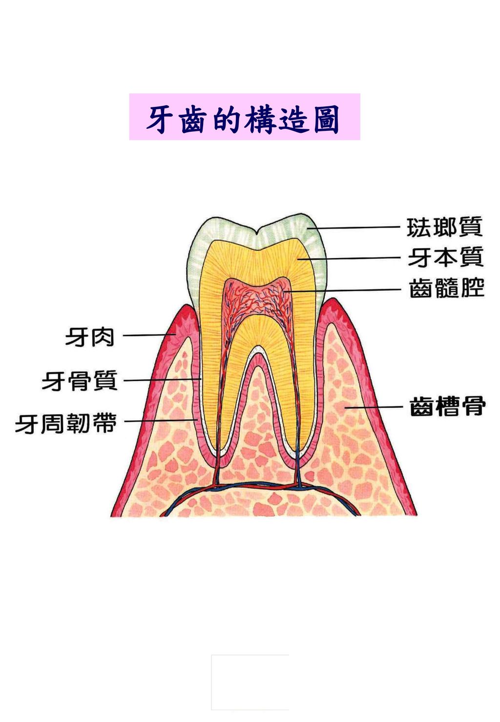 牙齒的構造圖