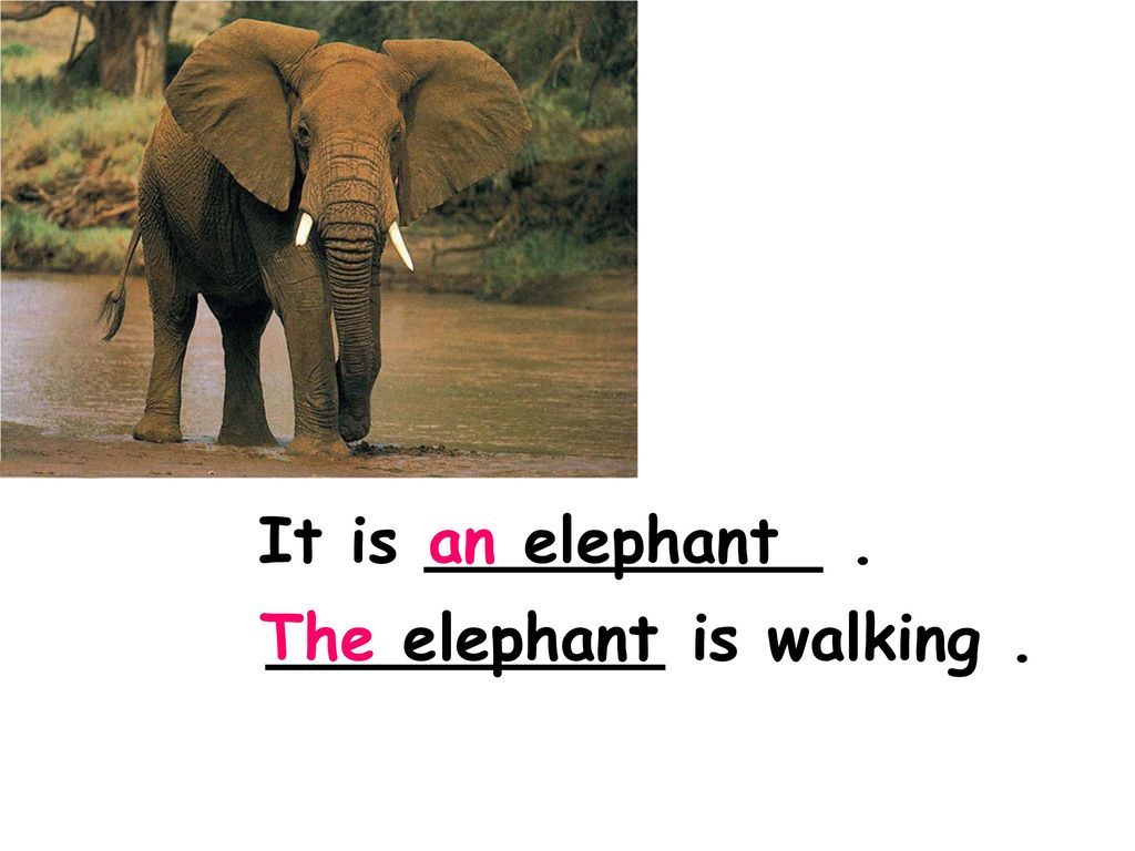 It is __________ . an elephant The elephant __________ is walking .