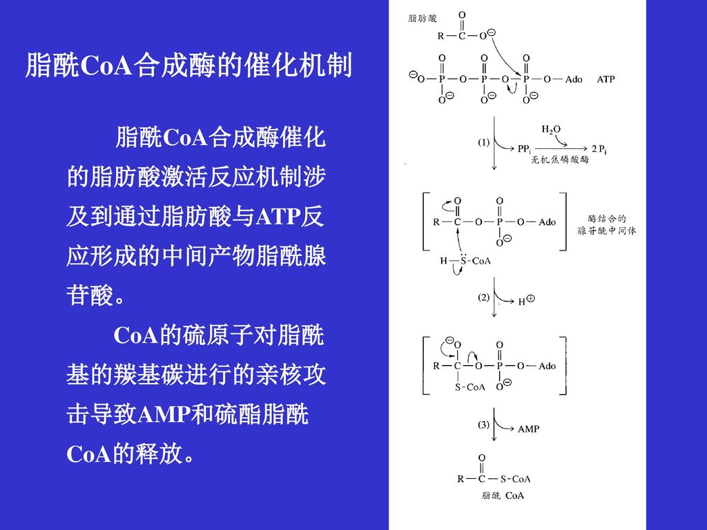 脂酰CoA合成酶的催化机制 CoA的硫原子对脂酰基的羰基碳进行的亲核攻击导致AMP和硫酯脂酰CoA的释放。