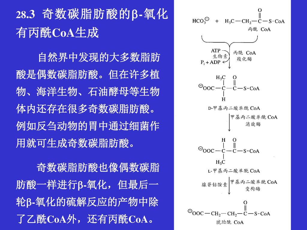 奇数碳脂肪酸也像偶数碳脂肪酸一样进行-氧化，但最后一轮-氧化的硫解反应的产物中除了乙酰CoA外，还有丙酰CoA。
