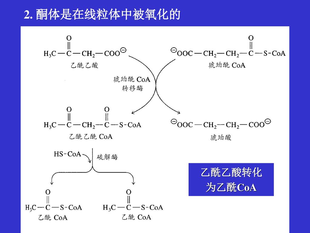 2. 酮体是在线粒体中被氧化的 乙酰乙酸转化 为乙酰CoA