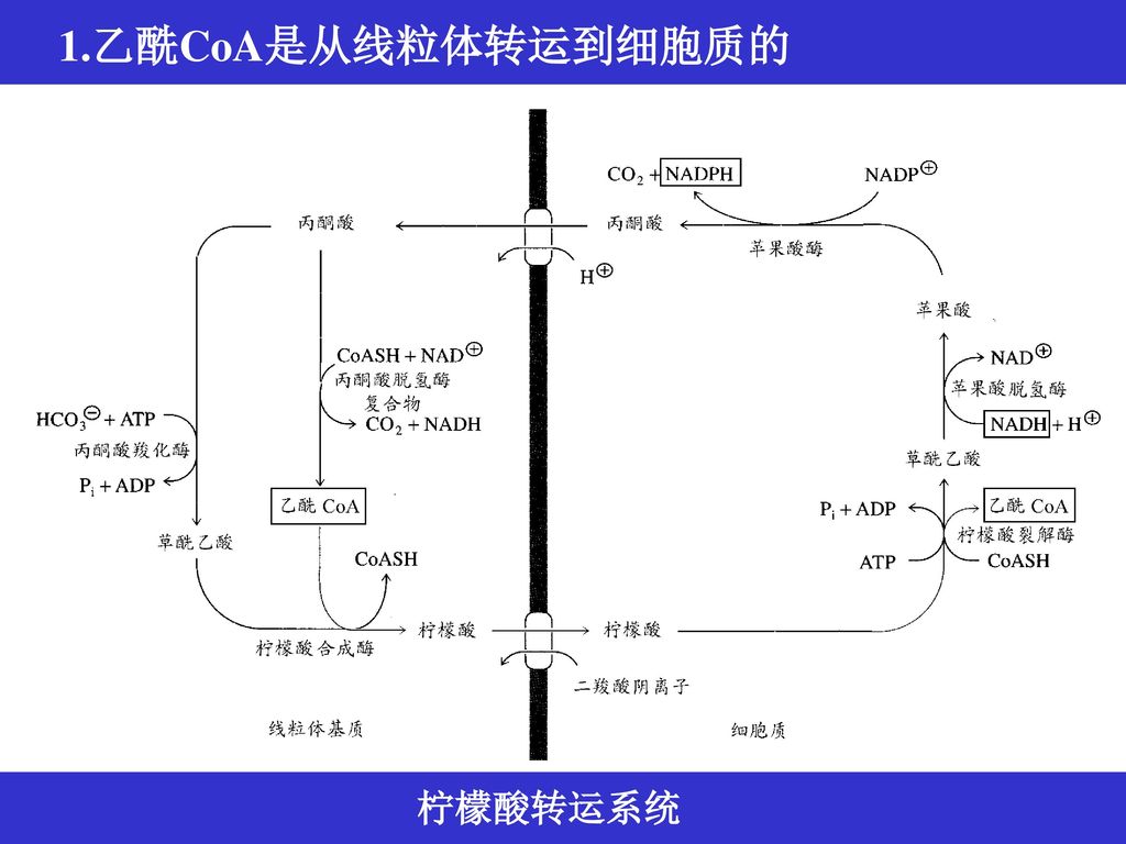 1.乙酰CoA是从线粒体转运到细胞质的 柠檬酸转运系统