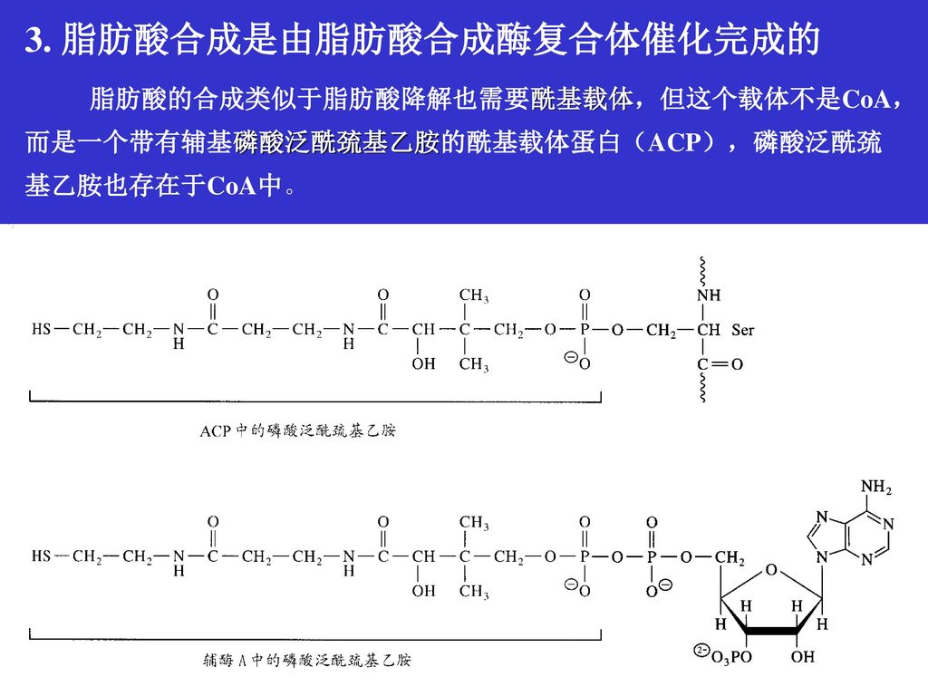 3. 脂肪酸合成是由脂肪酸合成酶复合体催化完成的