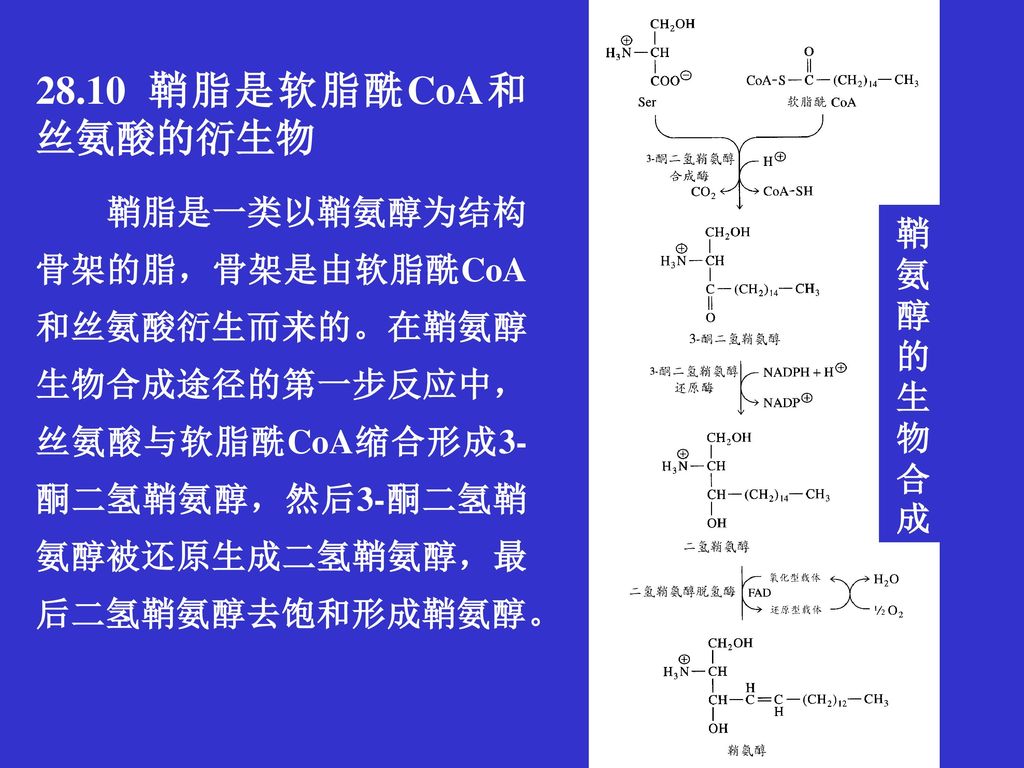 28.10 鞘脂是软脂酰CoA和丝氨酸的衍生物 鞘氨醇的生物合成