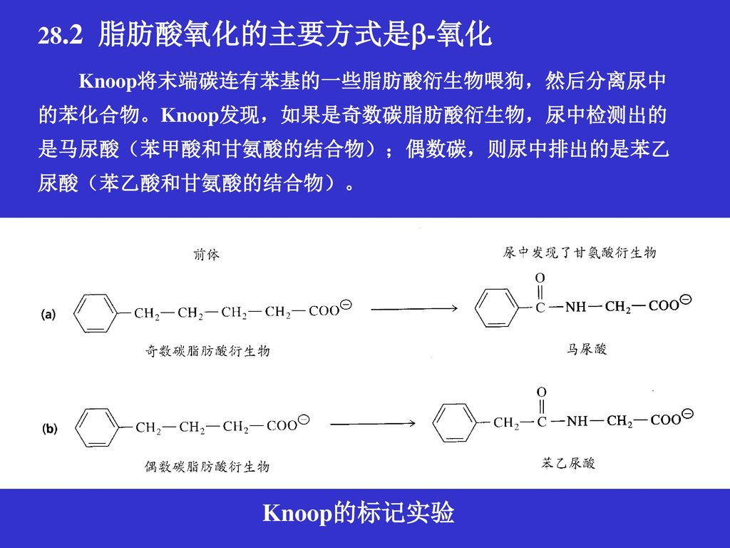 28.2 脂肪酸氧化的主要方式是-氧化 Knoop将末端碳连有苯基的一些脂肪酸衍生物喂狗，然后分离尿中的苯化合物。Knoop发现，如果是奇数碳脂肪酸衍生物，尿中检测出的是马尿酸（苯甲酸和甘氨酸的结合物）；偶数碳，则尿中排出的是苯乙尿酸（苯乙酸和甘氨酸的结合物）。