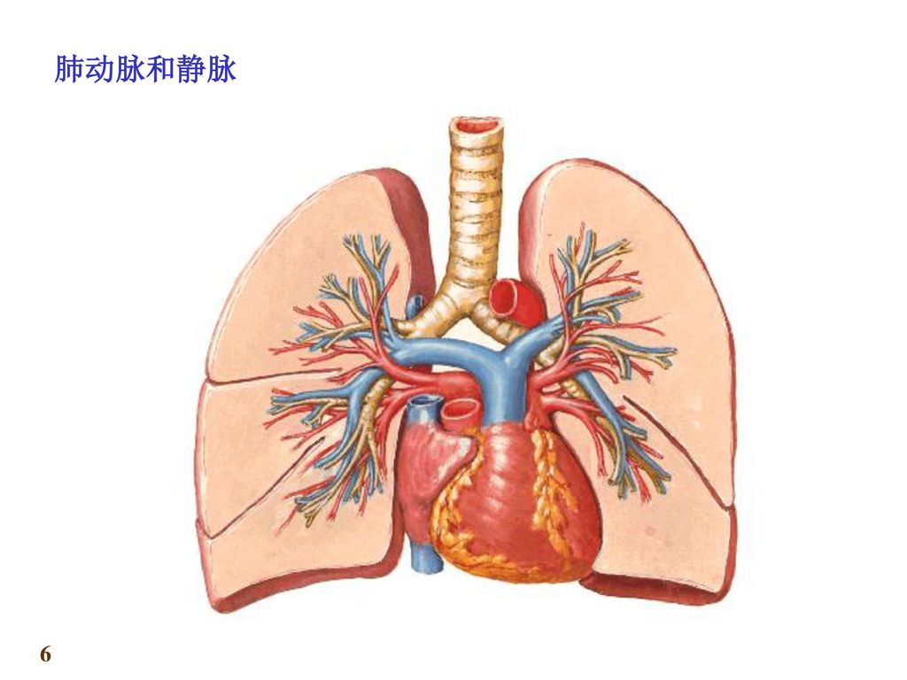 心血管系统 脉管系统 第二节 心一,心的位置和外形 二,心腔 三,心的