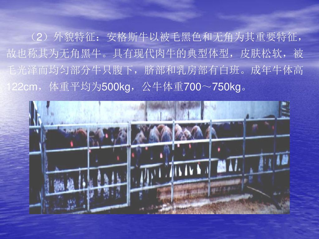 （2）外貌特征：安格斯牛以被毛黑色和无角为其重要特征，故也称其为无角黑牛。具有现代肉牛的典型体型，皮肤松软，被毛光泽而均匀部分牛只腹下，脐部和乳房部有白班。成年牛体高122cm，体重平均为500kg，公牛体重700～750kg。