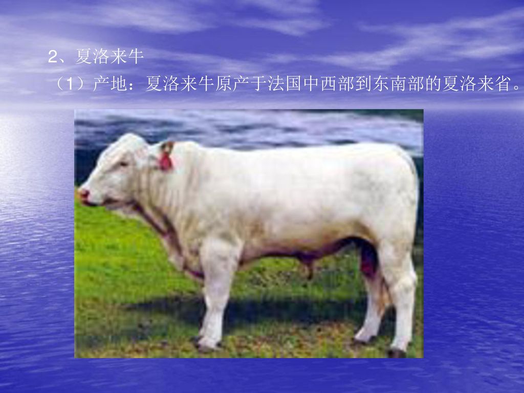 2、夏洛来牛 （1）产地：夏洛来牛原产于法国中西部到东南部的夏洛来省。