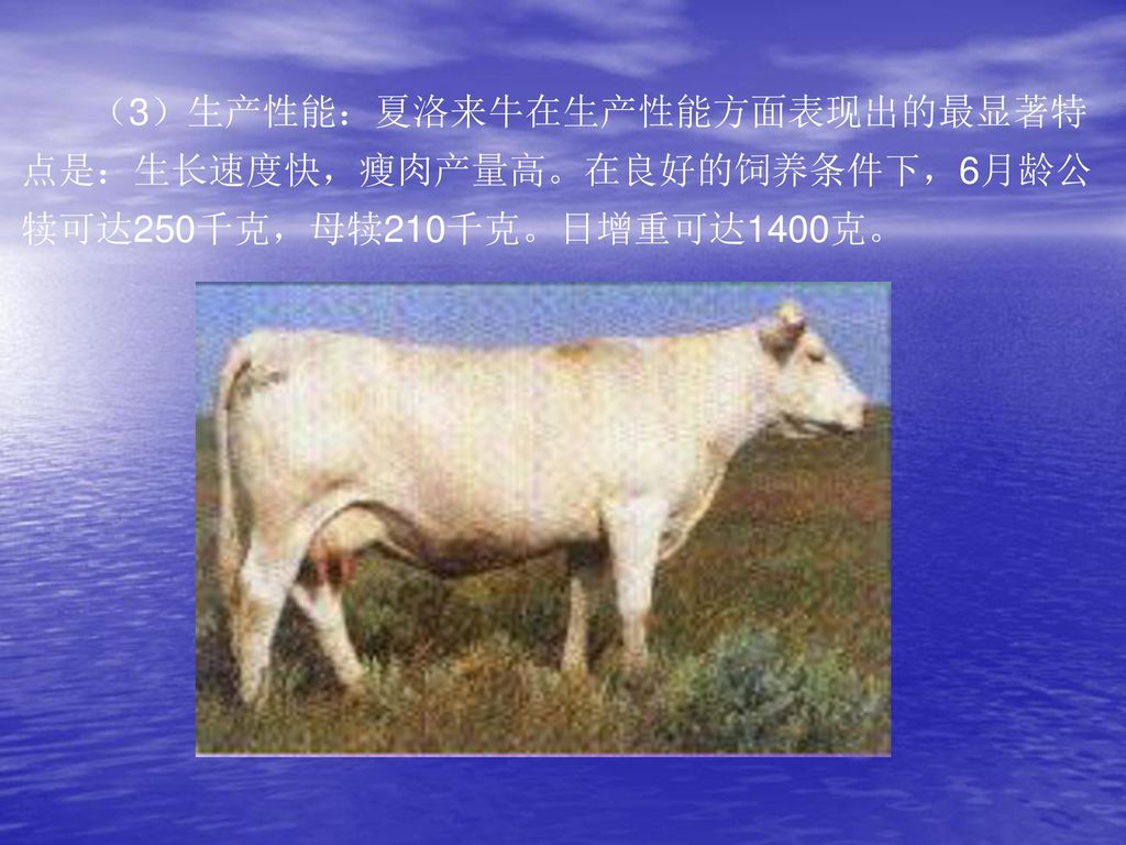 （3）生产性能：夏洛来牛在生产性能方面表现出的最显著特点是：生长速度快，瘦肉产量高。在良好的饲养条件下，6月龄公犊可达250千克，母犊210千克。日增重可达1400克。