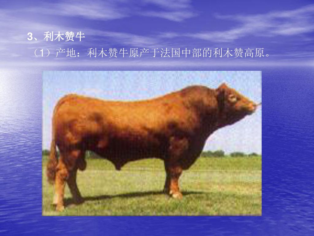 3、利木赞牛 （1）产地：利木赞牛原产于法国中部的利木赞高原。