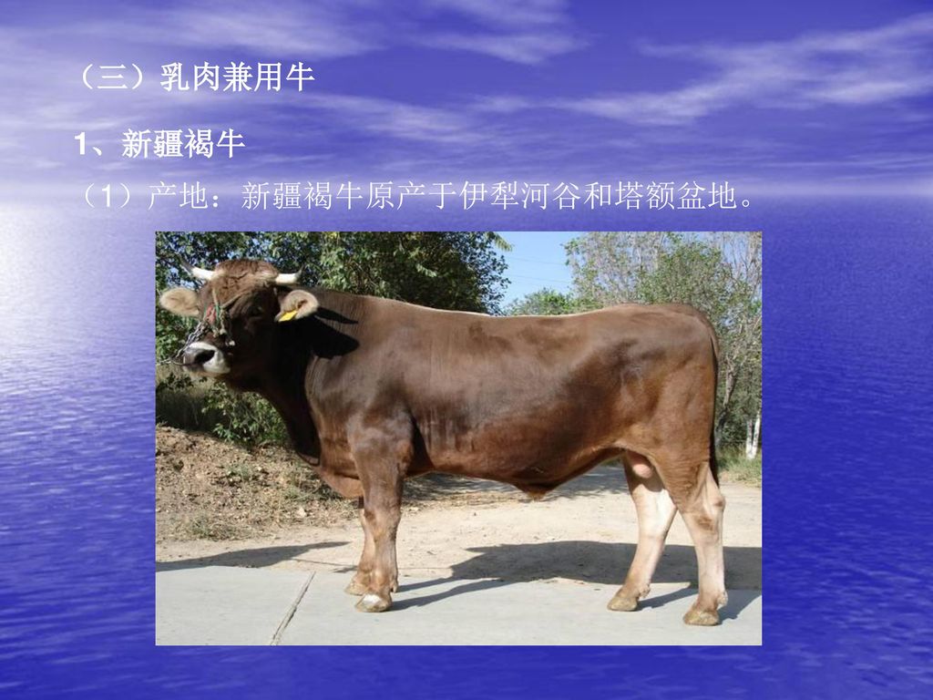（三）乳肉兼用牛 1、新疆褐牛 （1）产地：新疆褐牛原产于伊犁河谷和塔额盆地。