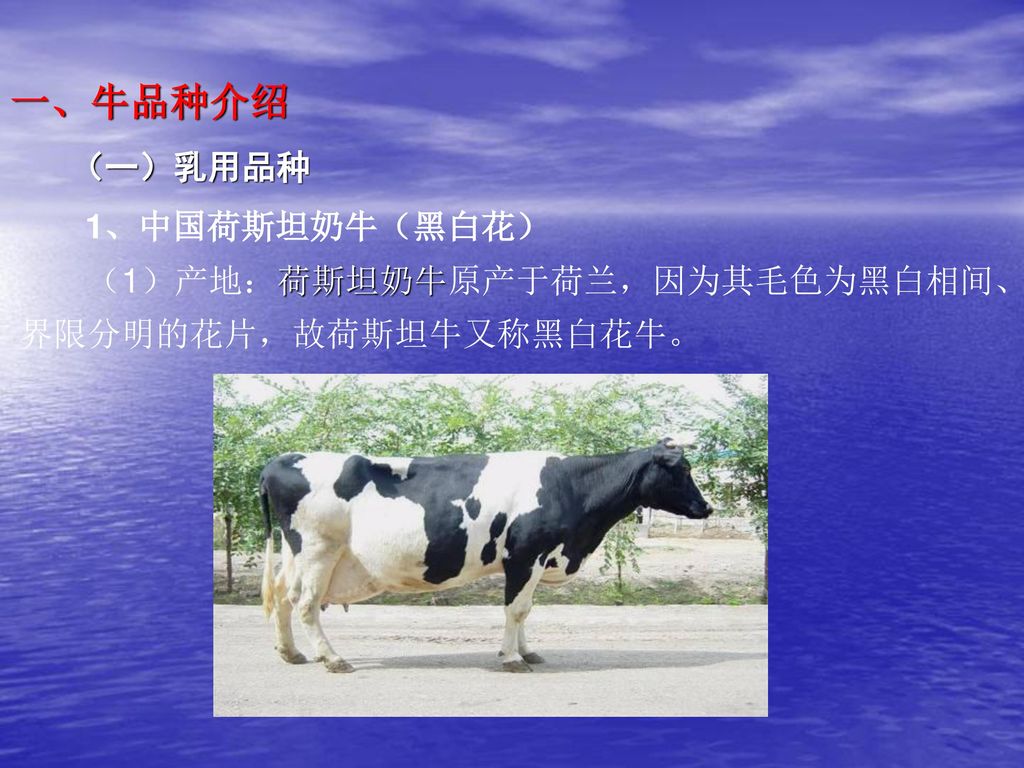 一、牛品种介绍 （一）乳用品种 1、中国荷斯坦奶牛（黑白花）