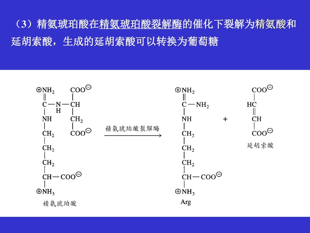 （3）精氨琥珀酸在精氨琥珀酸裂解酶的催化下裂解为精氨酸和延胡索酸，生成的延胡索酸可以转换为葡萄糖