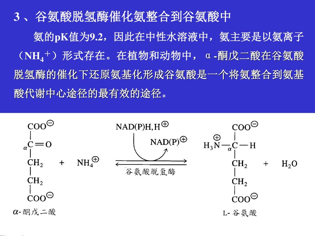 3 、谷氨酸脱氢酶催化氨整合到谷氨酸中 氨的pK值为9.2，因此在中性水溶液中，氨主要是以氨离子（NH4＋）形式存在。在植物和动物中，α-酮戊二酸在谷氨酸脱氢酶的催化下还原氨基化形成谷氨酸是一个将氨整合到氨基酸代谢中心途径的最有效的途径。
