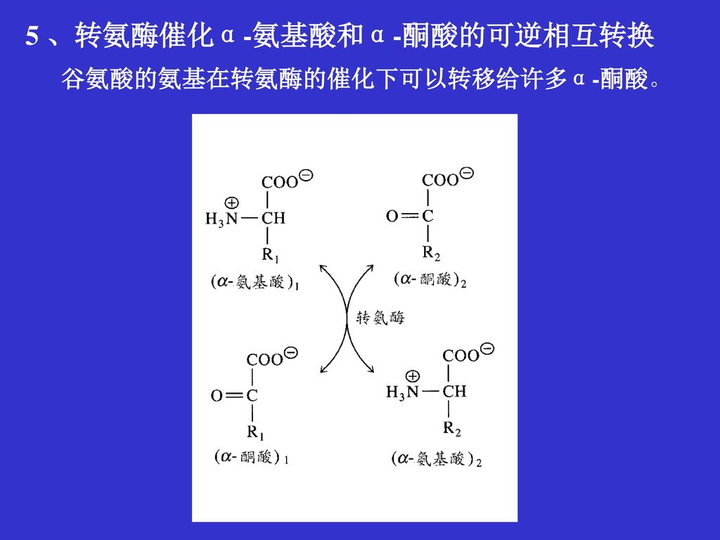 5 、转氨酶催化α-氨基酸和α-酮酸的可逆相互转换
