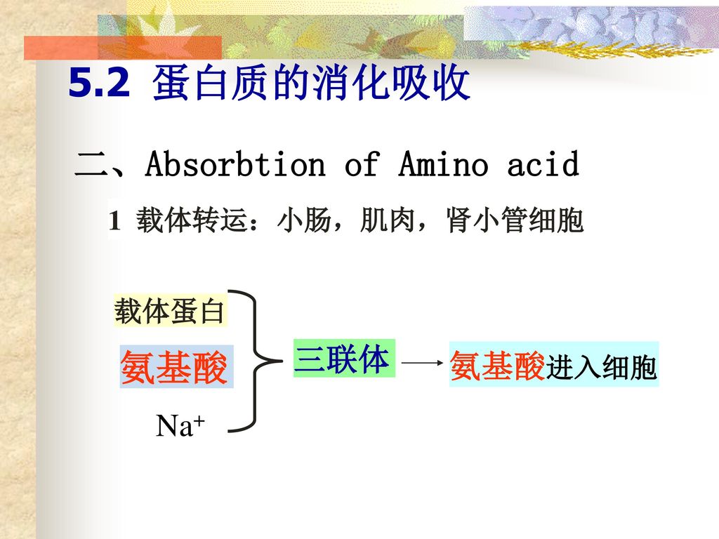 5.2 蛋白质的消化吸收 二、Absorbtion of Amino acid 氨基酸 三联体 氨基酸进入细胞 Na+