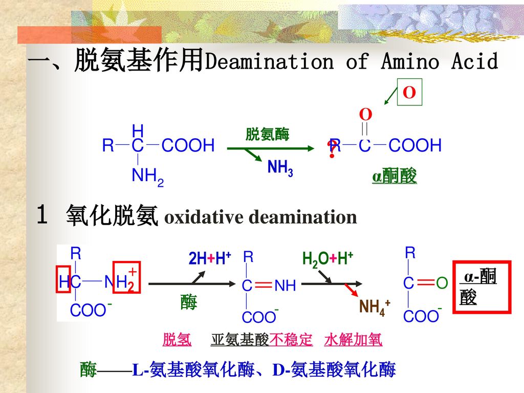 1 氧化脱氨 oxidative deamination