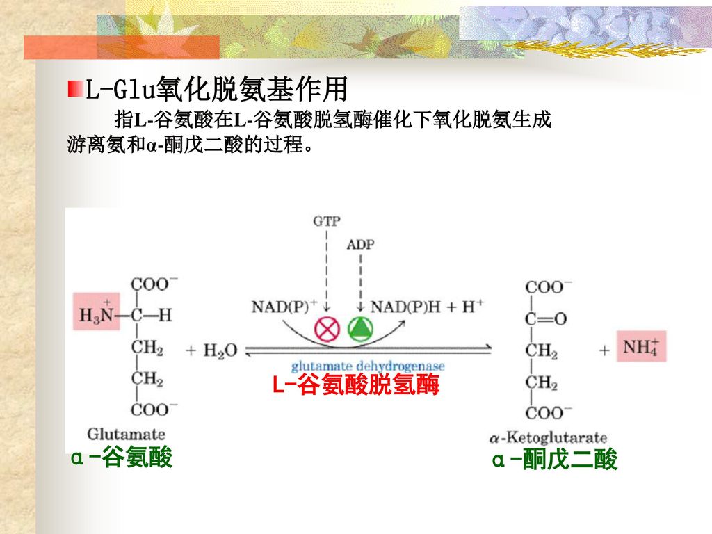 L-Glu氧化脱氨基作用 指L-谷氨酸在L-谷氨酸脱氢酶催化下氧化脱氨生成游离氨和α-酮戊二酸的过程。 L-谷氨酸脱氢酶 α-谷氨酸
