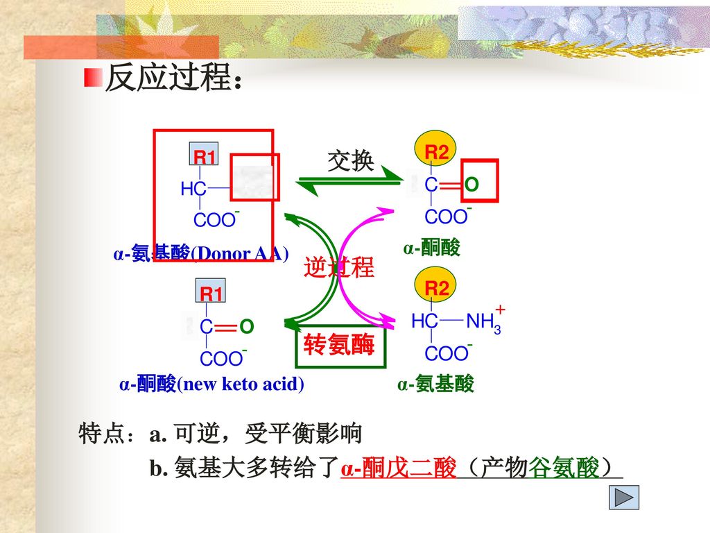 反应过程： 交换 逆过程 转氨酶 特点：a. 可逆，受平衡影响 b. 氨基大多转给了α-酮戊二酸（产物谷氨酸） α-酮酸
