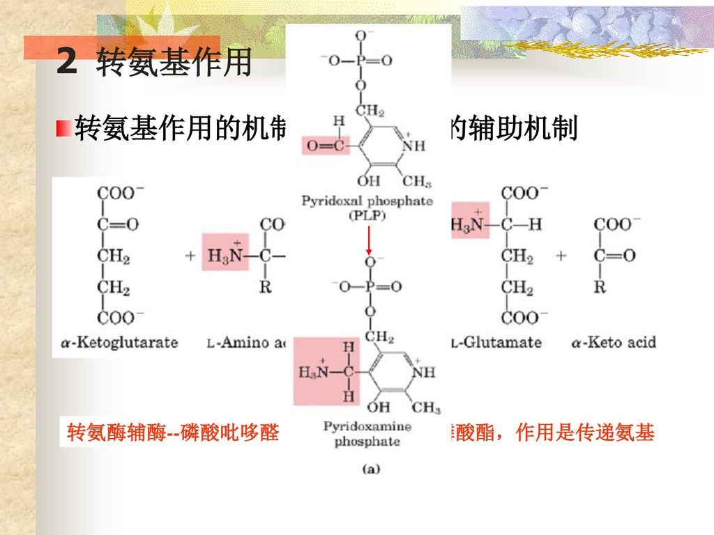 2 转氨基作用 转氨基作用的机制--- PLP辅酶的辅助机制 转氨酶辅酶--磷酸吡哆醛（PLP） Vit B6的磷酸酯，作用是传递氨基