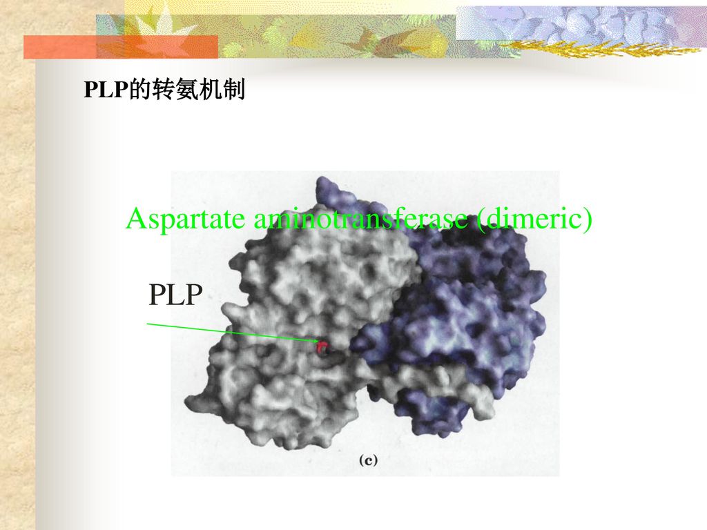 Aspartate aminotransferase (dimeric)