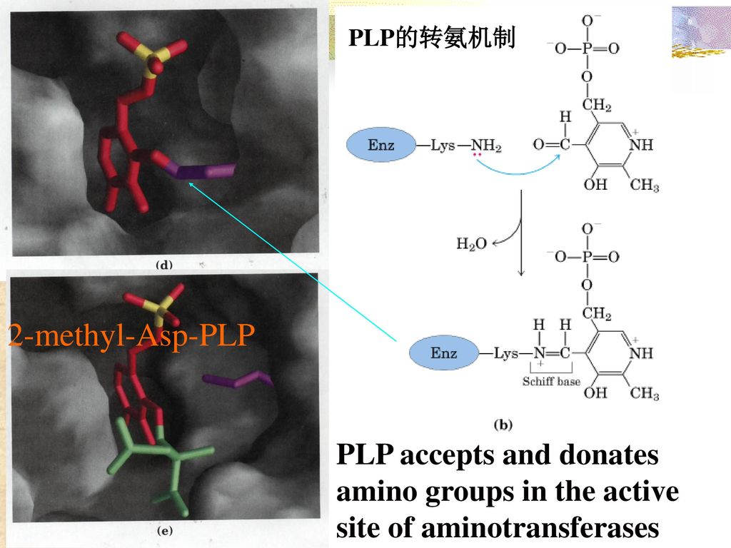 2-methyl-Asp-PLP PLP accepts and donates amino groups in the active