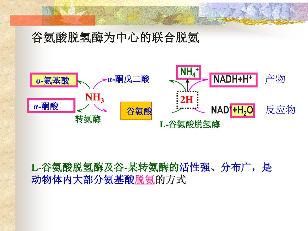 谷氨酸脱氢酶为中心的联合脱氨 NH4+ 产物 NADH+H+ 反应物 NH3 2H NAD++H2O