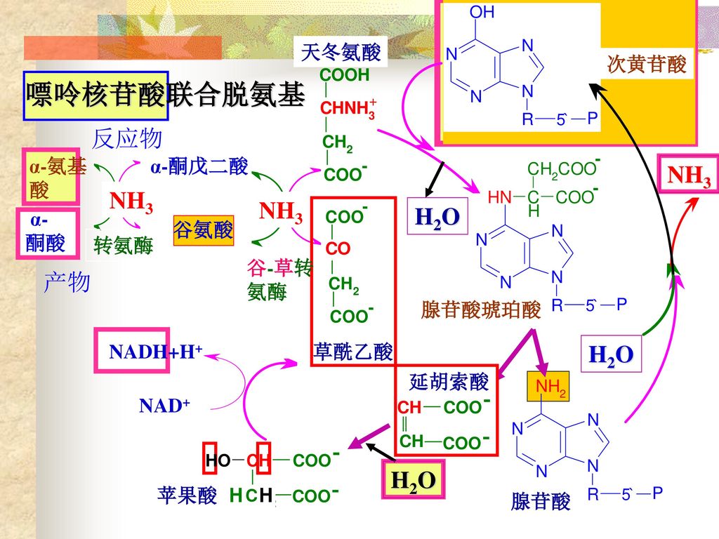 嘌呤核苷酸联合脱氨基 反应物 NH3 NH3 NH3 H2O 产物 H2O H2O 次黄苷酸 天冬氨酸 谷氨酸 α-酮戊二酸 转氨酶