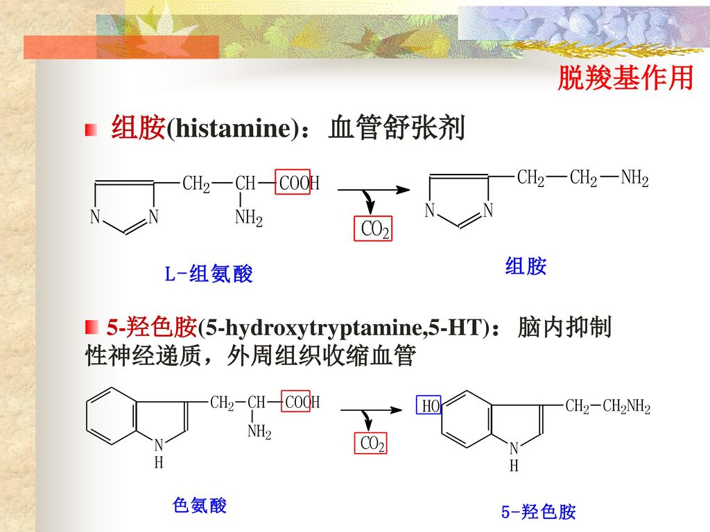 脱羧基作用 组胺(histamine)：血管舒张剂
