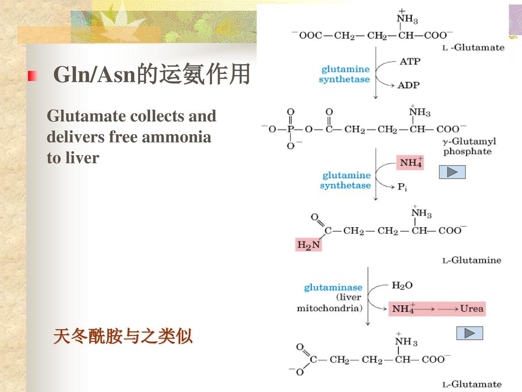 Gln/Asn的运氨作用 Glutamate collects and delivers free ammonia to liver