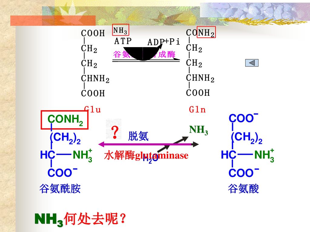 谷氨酰胺 水解酶glutaminase ？脱氨 NH3 H2O 谷氨酸 NH3何处去呢？